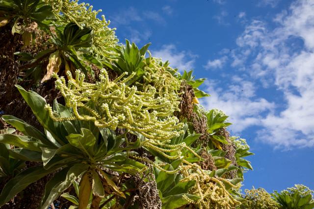 Réunion, Mayotte a Komorské ostrovy