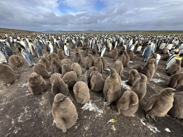 Patagónia, Ohňová zem a Falklandské ostrovy