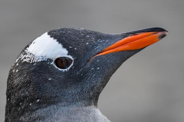 Tučniak bieloškvrnový je jedným z mála obyvateľov Falklandov. F