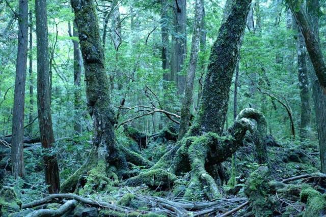 Prejdeme sa samovražedným lesom Aokigahara.
Foto:  archív