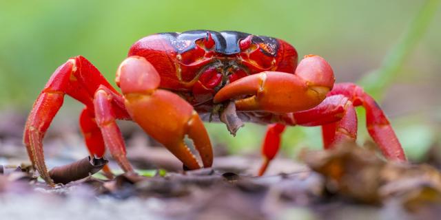 /uploads/usr/10908/zajazdy/australia/7---red-crab.jpg