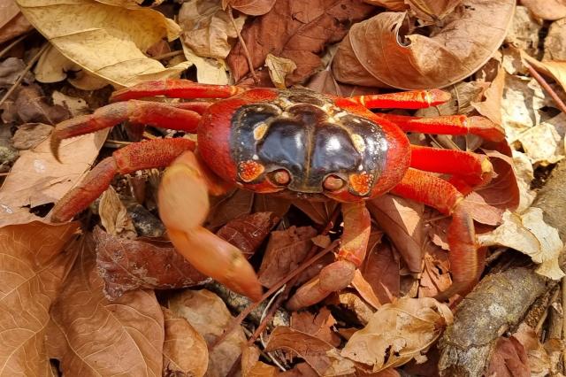 Červený krab, ktorý je pre Vianočné ostrovy typický 
Foto: Chri