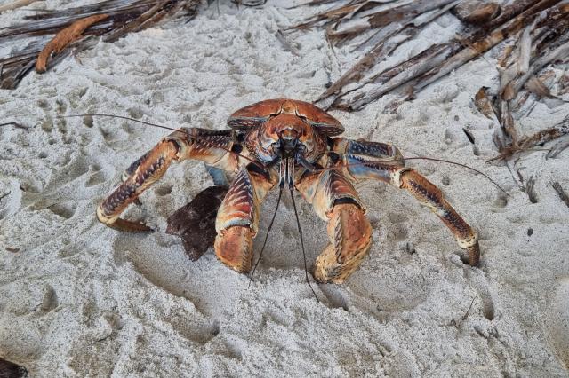 Krab palmový je najväčší druh kraba na svete
Foto: Tomáš Hušek 