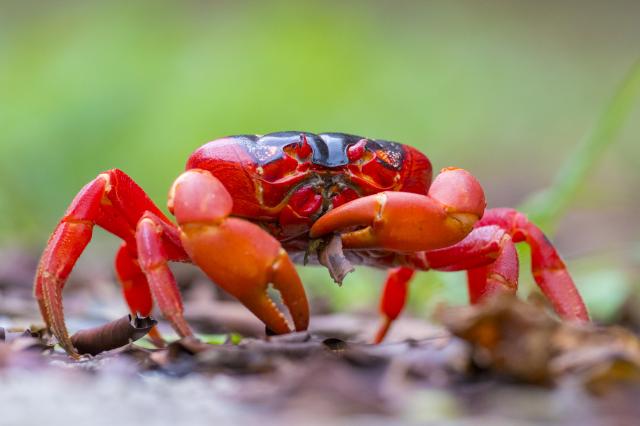 Uvidíte, že prepadnete ich kúzlu
Foto: Tomáš Hušek - 
