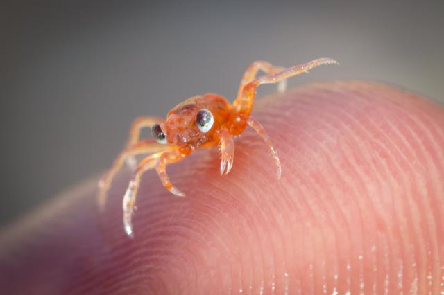 Niektoré sú také maličké, že sa Vám zmestia na prst
Foto: Chris