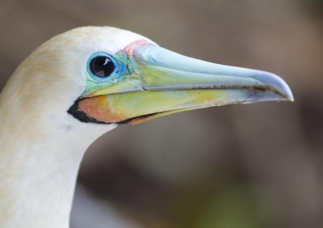 Brown booby je špecifický druh vtáka, žijúceho iba na Vianočnom