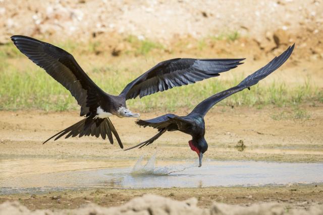 Z miestnej flóry a fauny budete očarení
Foto: Chris Bray - 