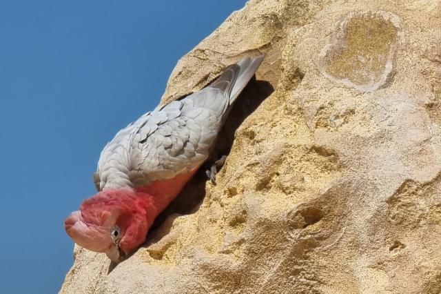 Miestna fauna je predstavenie samo o sebe
foto: Tomáš Hušek - 