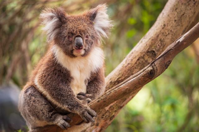 Koala je ďalším vačkovcom typickým pre eukalyptové lesy. Vieme,