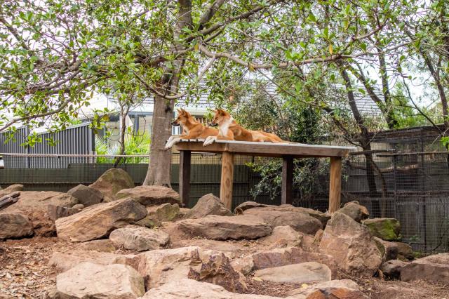 Dingovia sú považovaní za jedno z pôvodnejších zvierat Austráli