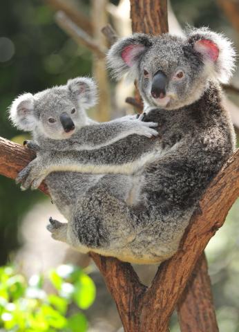 Medvedík koala nie je medvedík, ani jeho príbuzný. Sú to vačkov