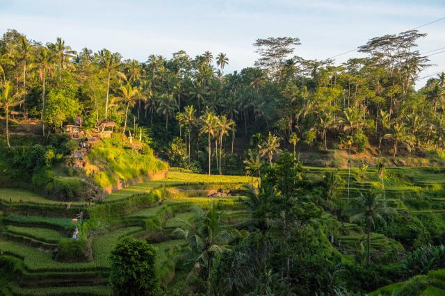 Ryžové terasy na Bali.
foto : Martin FERENČÍK — 