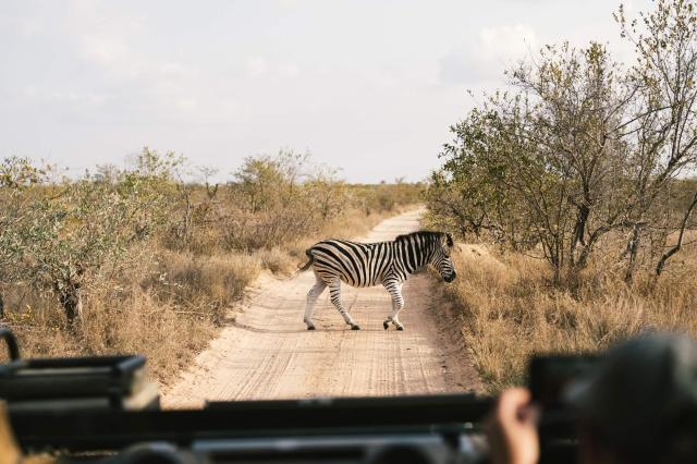Keď vyrazíte na safari, budete nadšení z každého zvieraťa, ktor