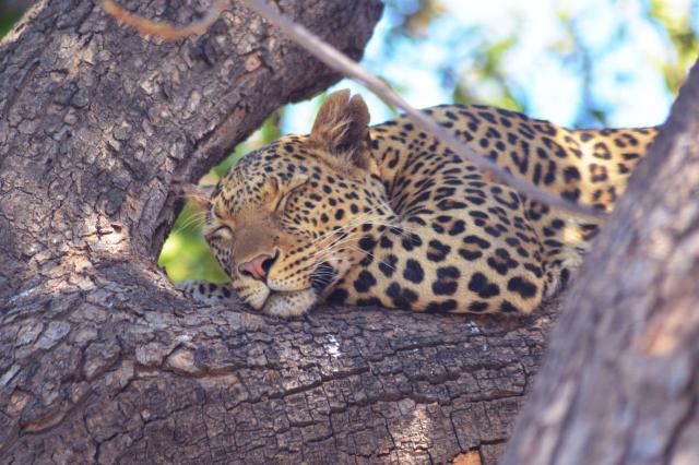 Leopardy zasa najčastejšie odpočívajú v korunách stromov alebo 