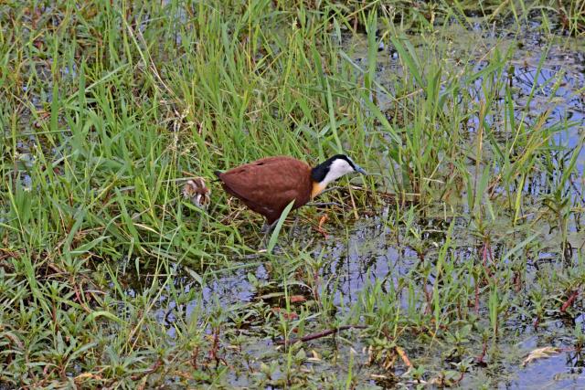 Jacana africká využíva dlhé nohy na pohybovanie sa po vodnatých