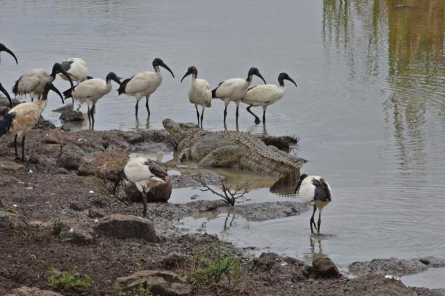 Ibis posvätný je svojou stavbou tela podobný bocianovi. Dnes pa