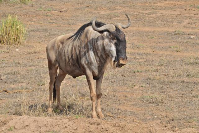 Pakôň bielobradý poznáme aj pod menom gnu. V Amboseli a na sava