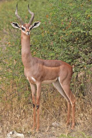 Gerenuk alebo gazela žirafia sa vďaka výnimočnej stavbe tela do