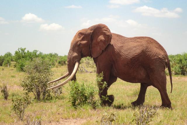 V Tsavo east nás vítajú prvé červené slony. Zafarbené sú miesto
