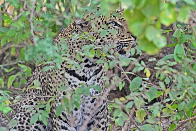 Leopard je ťažko viditeľné zviera. Loví prevažne v noci a cez d