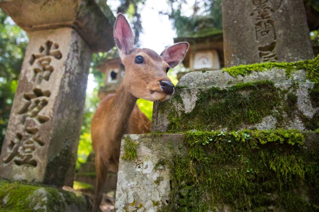 Svätyňa Kasuga Taisha plná lampiónov a krotkých srniek.
foto : 