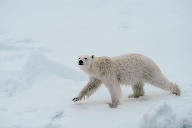 Zoológovia na našej lodi Vám vysvetlia viac.
foto: Ľuboš FELLNE