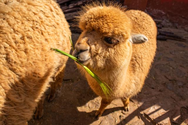 Lamy, Alpacy, guanaká, vicune. Aký je medzi týmito zdanlivo pod