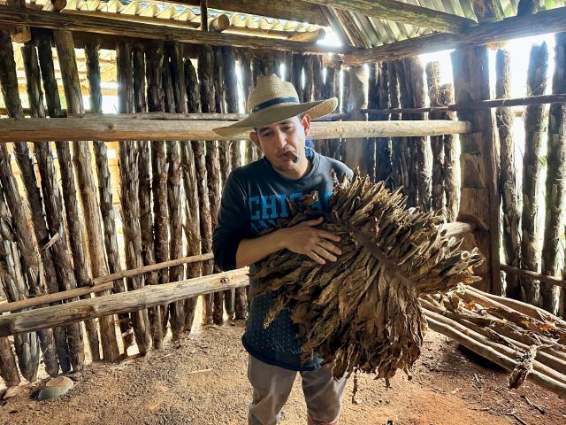 Kubánsky kovboj Vaquero nám vysvetľuje, ako sa suší tabak.