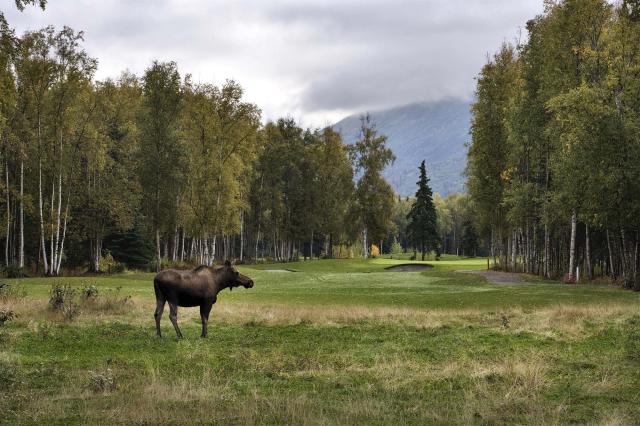 Los na golfe? Nič nie je nemožné na The Creek course v Anchorag