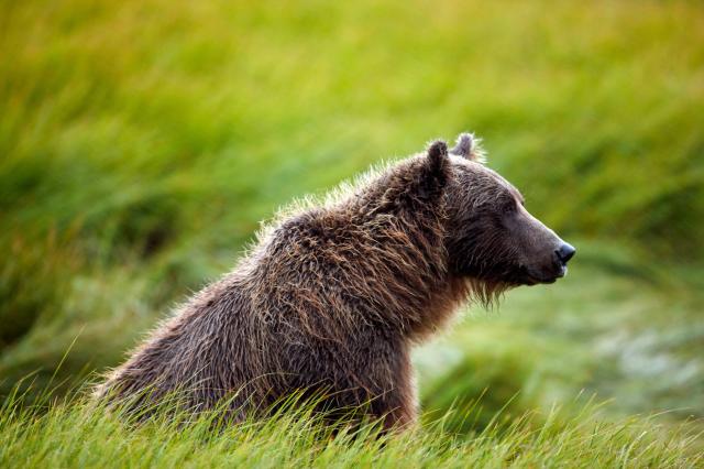 Akých miestnych obyvateľov stretneme v tejto divočine?
foto: ar