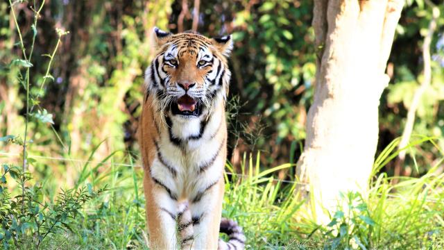 /uploads/usr/10908/zajazdy/india/tiger-1200353-2-.jpg
