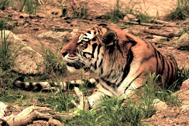 Tiger je len jeDeň druh, džungľový. Tvorí viacero poddruhov, tu