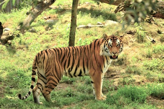 Tigre sú samotárske a každý jedinec si udržiava rozsiahle územi