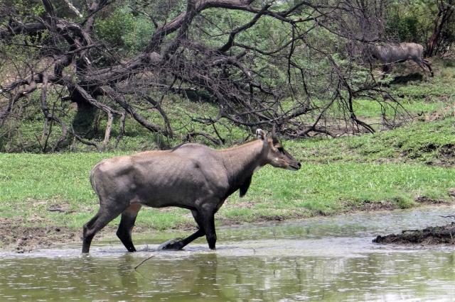 Nilgau pestrý je najväčšia ázijská antilopa. Samce merajú 150cm
