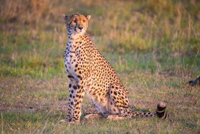 Gepardy často vídame na savane v Masai Mare priamo pred našou n