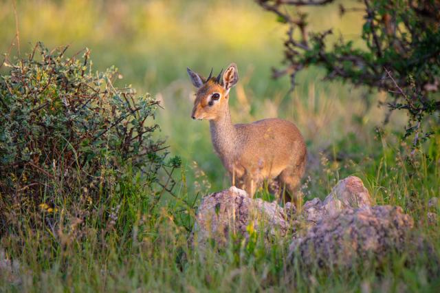 Dik Dik patrí medzi najmenšie antilopy na svete. Hovorí sa, že 