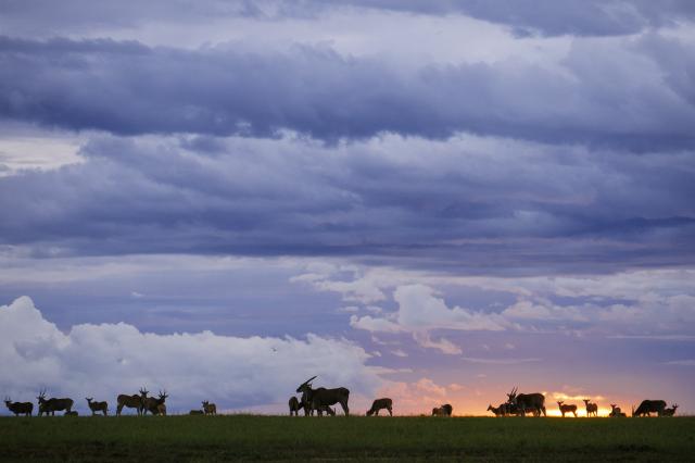 Vzácny pohľad na antilopy losie v Masai Mara. Tvoria menšie stá