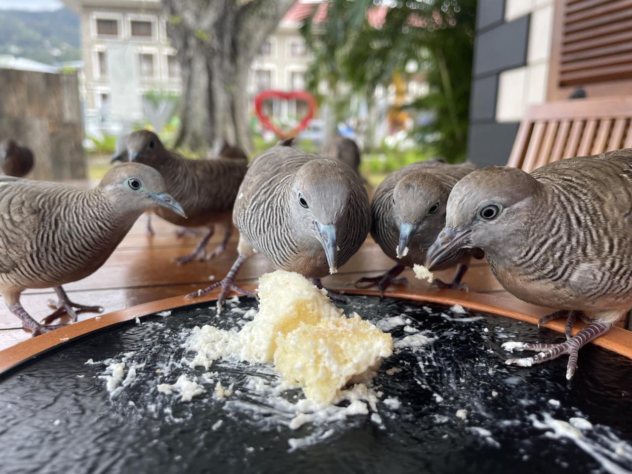 Hneď vedľa múzea si viete dať výbornú kávu a koláčik. Na ten si