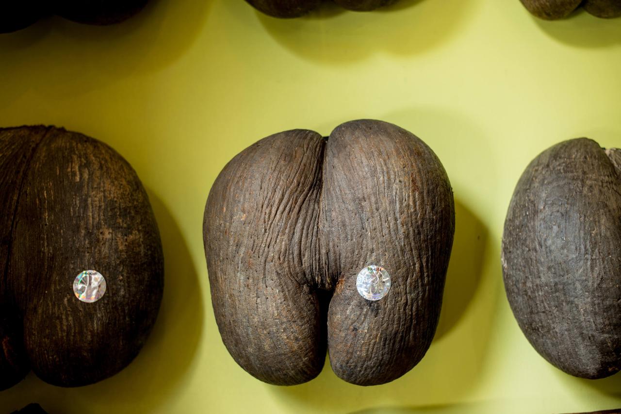 V jednom orechu, ktorý váži až štyridsať kilogramov, sú tri tak