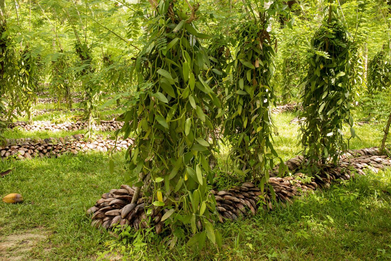 Vstúpime na vanilkovú plantáž a pozrieme si popínavú orchideu,