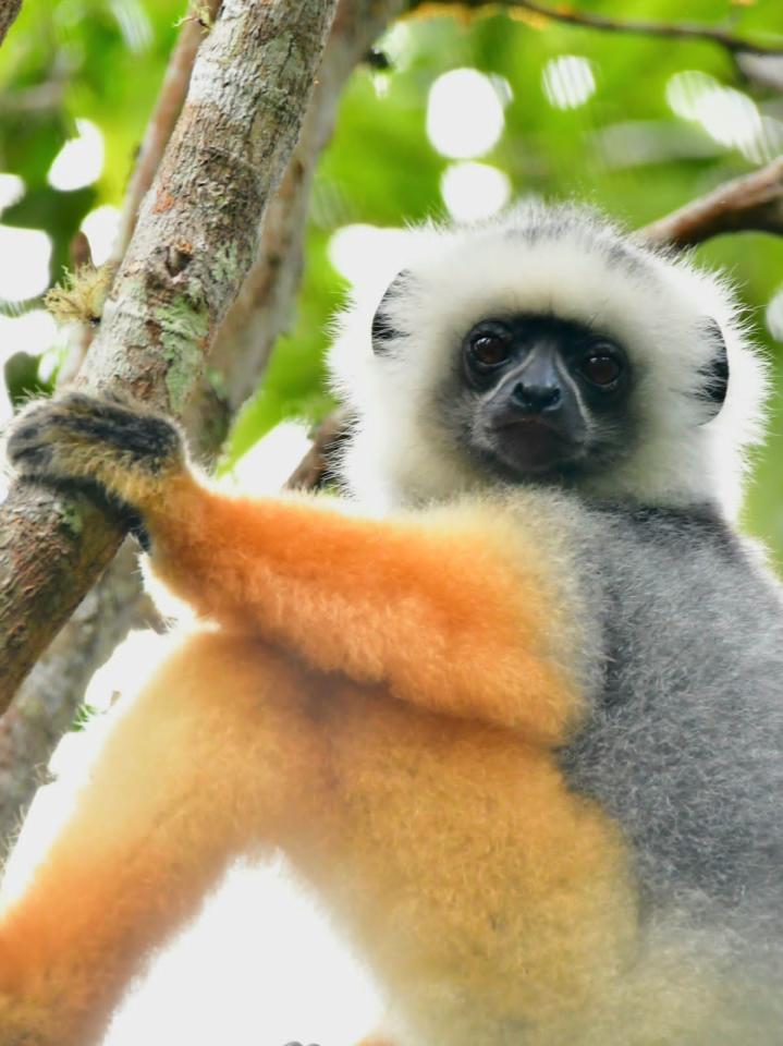GolDeň diademed sifaka lemur. foto: Róbert Chalas