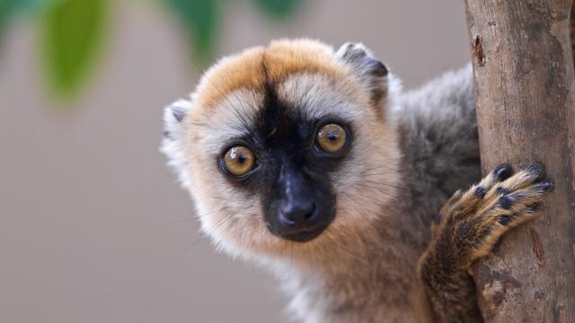 /uploads/usr/10908/zajazdy/madagaskar/madagaskar_andasibe.lemur