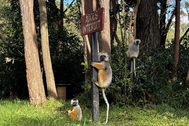 My sa tu medzi lemurmi budeme prechádzať, ale sa aj plaviť po k