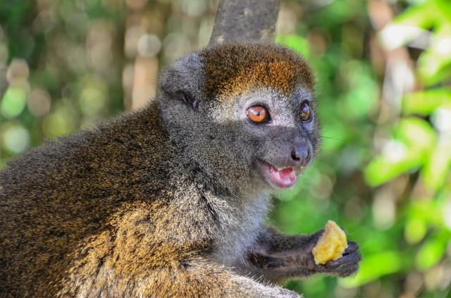 A toto je takzvaný bamboo lemur.
Foto: Martin Karniš — 