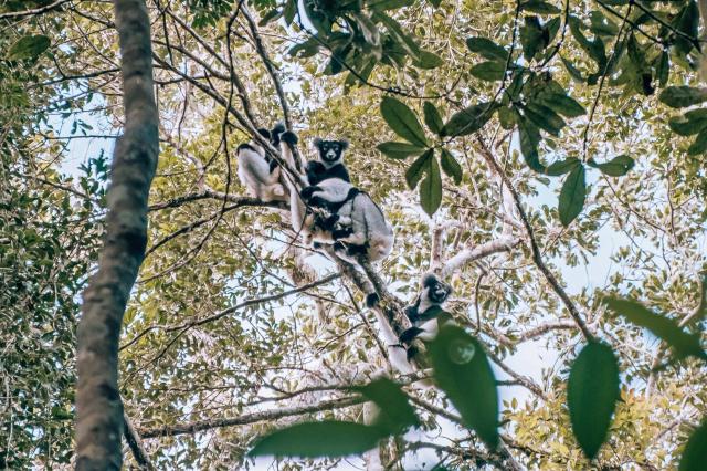 Lemur Indri je najväčším spomedzi lemurov. Keď vydáva zvuky, zd