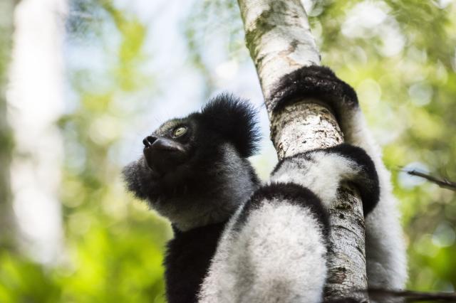 Práve Indri indri je hlavným ťahákom pralesov v okolí Andasibe.