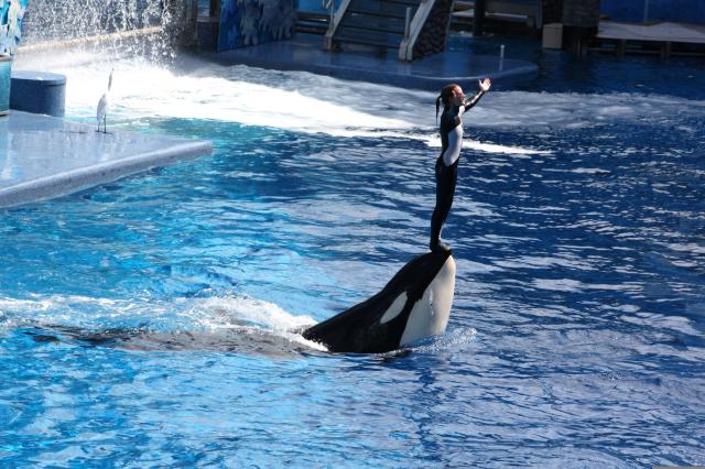 Dokonca aj v Sea World, kde je slávna show s kosatkami.