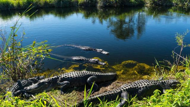Everglades je známy predovšetkým vďaka aligátorom, ktoré tu žij