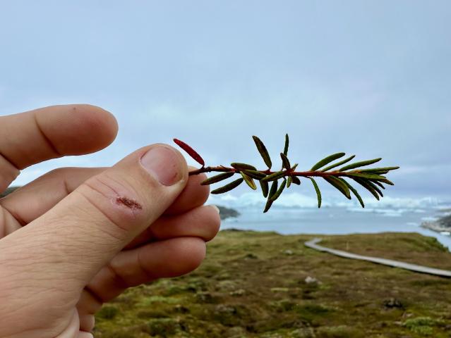 „Eskimácky čaj“ sa v angličtine volá „labrador tea“. Nájdete ho