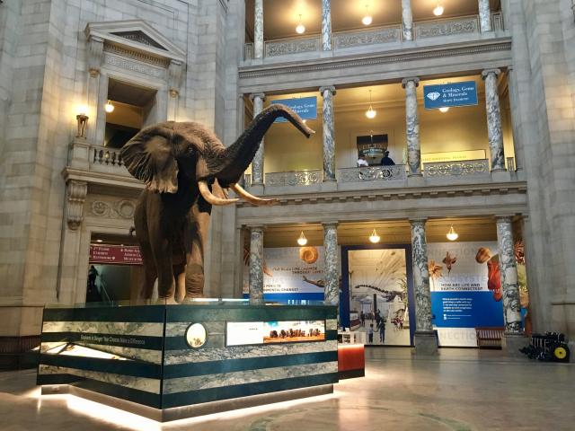 The National Museum of Natural History - Vo Washingtone si milo